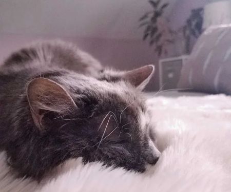 Paws Finding Peace