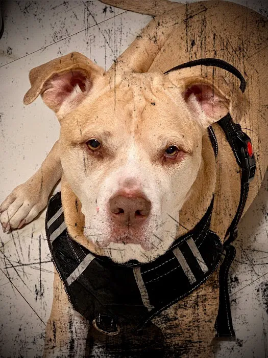 Paws Finding Peace Picture 4