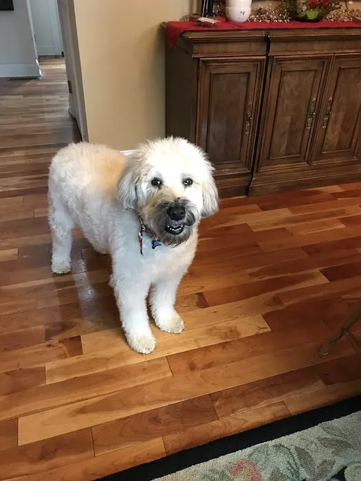 Paws Finding Peace Picture 7