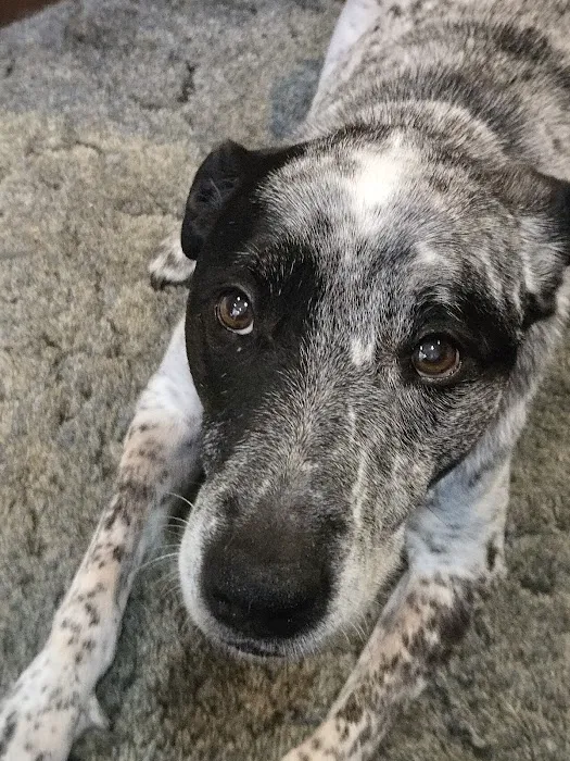 Paws Finding Peace Picture 9