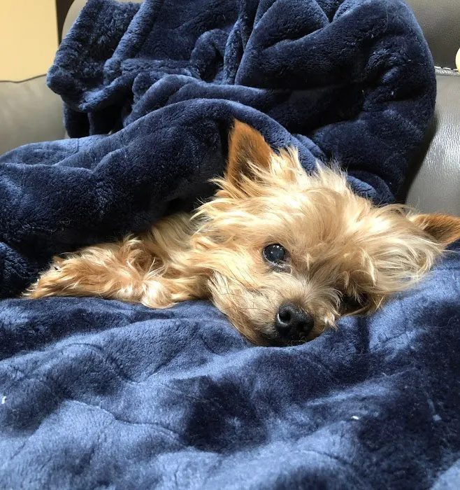 Paws Finding Peace Picture 8