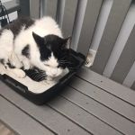 Feeding Hills Veterinary Clinic