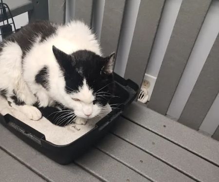 Feeding Hills Veterinary Clinic