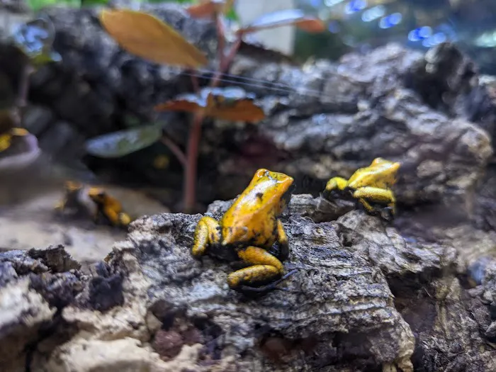 Birds & Beasts Pet Shop Picture 8