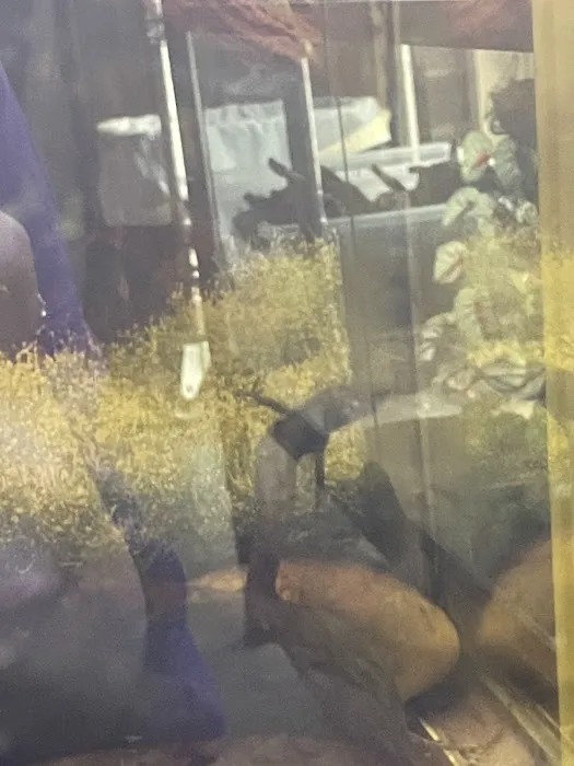 Birds & Beasts Pet Shop Picture 5