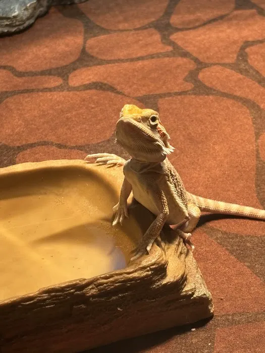 Birds & Beasts Pet Shop Picture 9