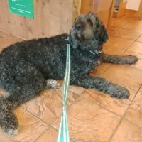 Westbrook Veterinary Hospital ico