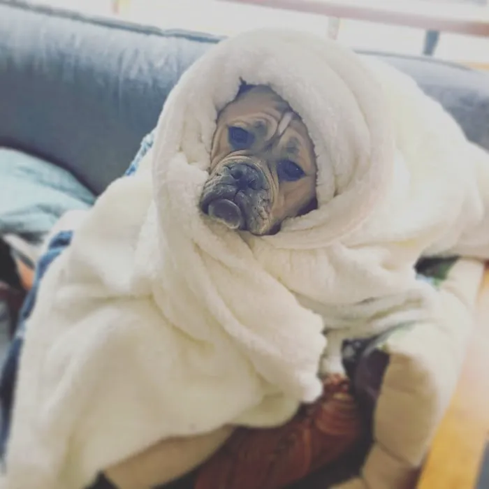 Westbrook Veterinary Hospital Picture 2