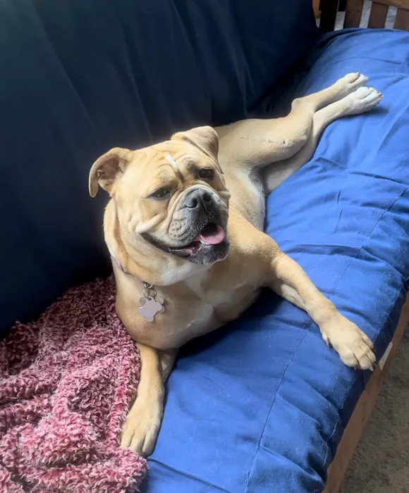 Westbrook Veterinary Hospital Picture 3