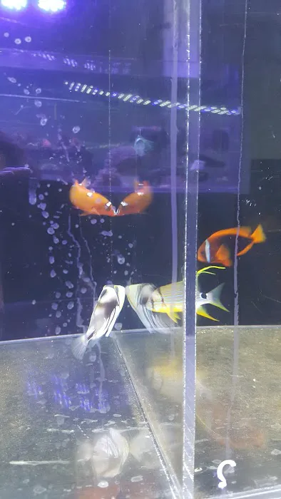 Living Art Aquatics, Inc. Picture 2