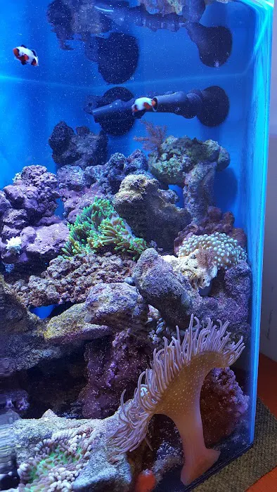 Living Art Aquatics, Inc. Picture 4
