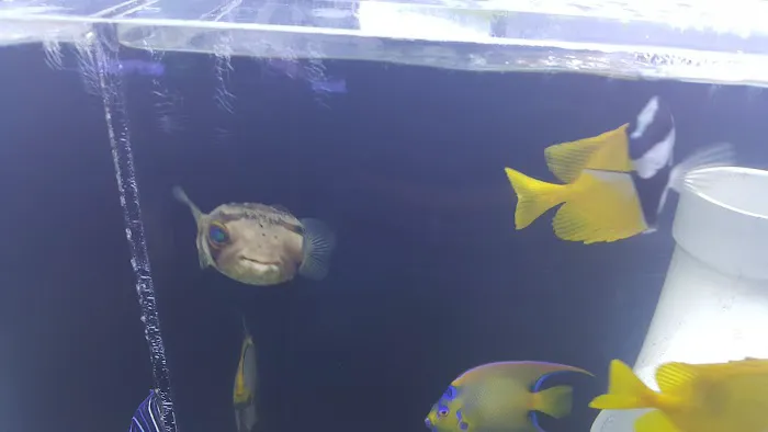 Living Art Aquatics, Inc. Picture 1