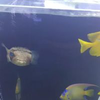 Living Art Aquatics, Inc. ico