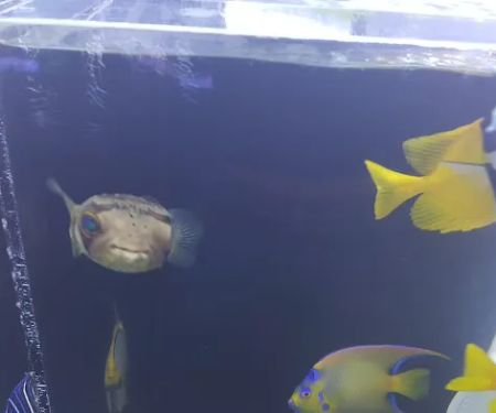 Living Art Aquatics, Inc.