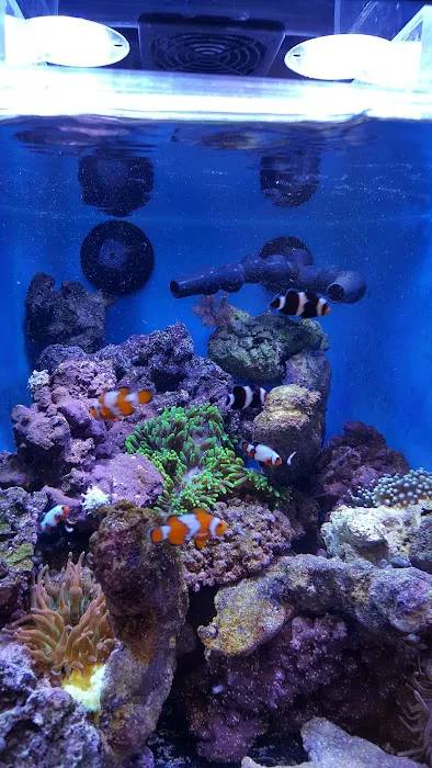 Living Art Aquatics, Inc. Picture 5