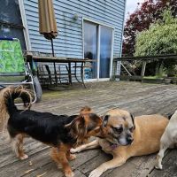 Countryside Animal Hospital ico