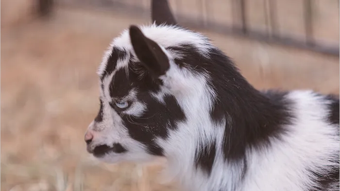 Fox Valley Animal Nutrition, Inc. Picture 3