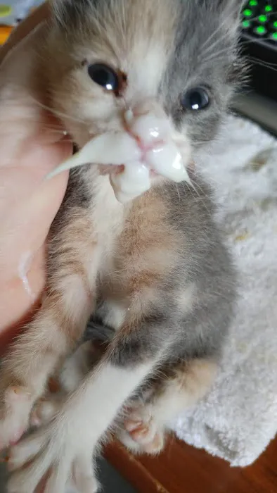 Fox Valley Animal Nutrition, Inc. Picture 1