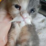 Fox Valley Animal Nutrition, Inc.