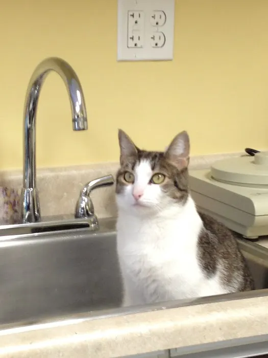 South Amherst Veterinary Hospital Picture 10