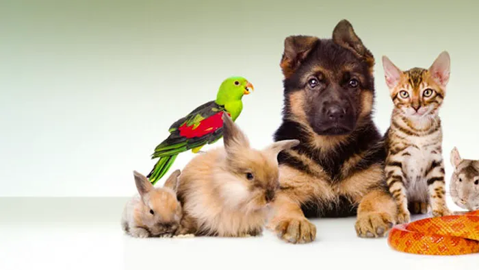 South Amherst Veterinary Hospital Picture 9