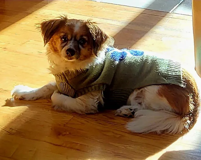 VCA South Hadley Animal Hospital Picture 2