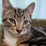 VCA South Hadley Animal Hospital