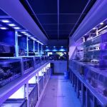 Sho Tank Aquariums