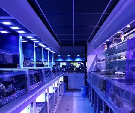 Sho Tank Aquariums