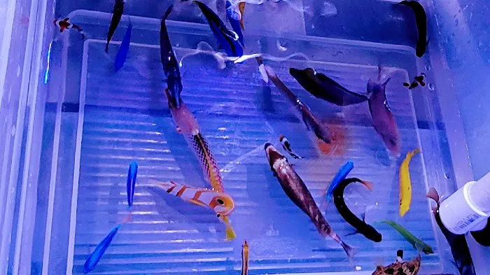 Sho Tank Aquariums Picture 9