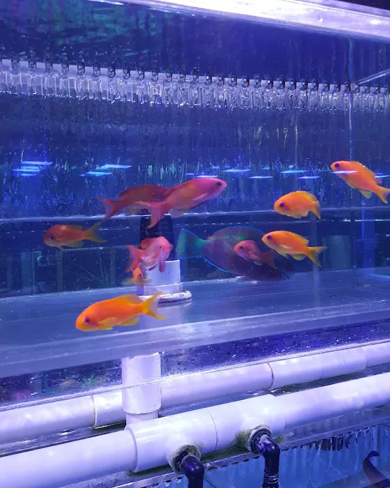 Sho Tank Aquariums Picture 3