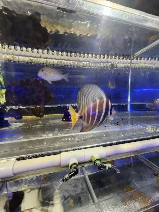 Sho Tank Aquariums Picture 6