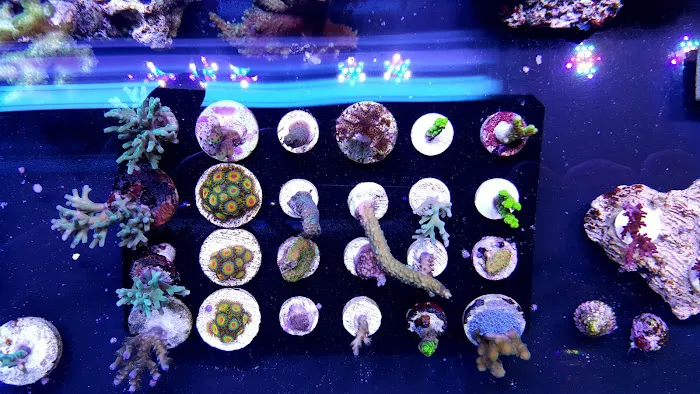 Sho Tank Aquariums Picture 7