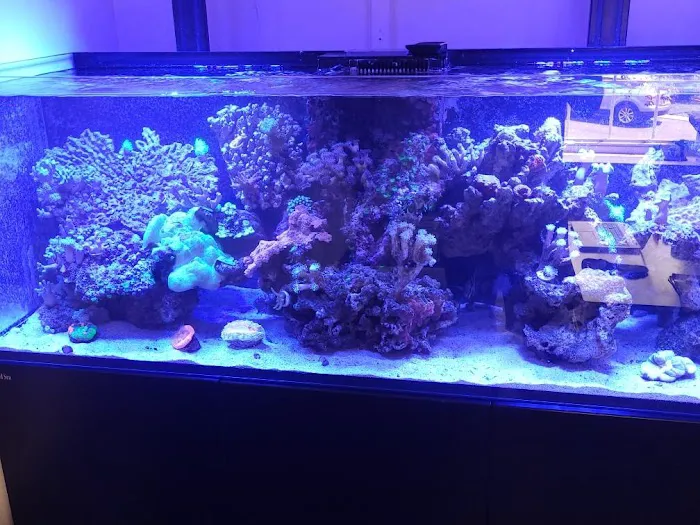 Sho Tank Aquariums Picture 5