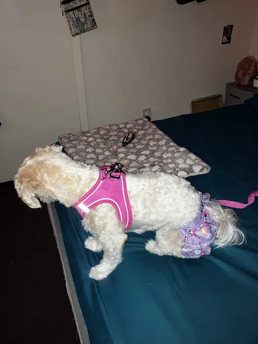 Vetco Vaccination Clinic Picture 6