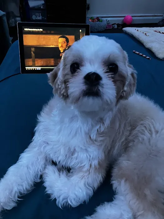 Vetco Vaccination Clinic Picture 5