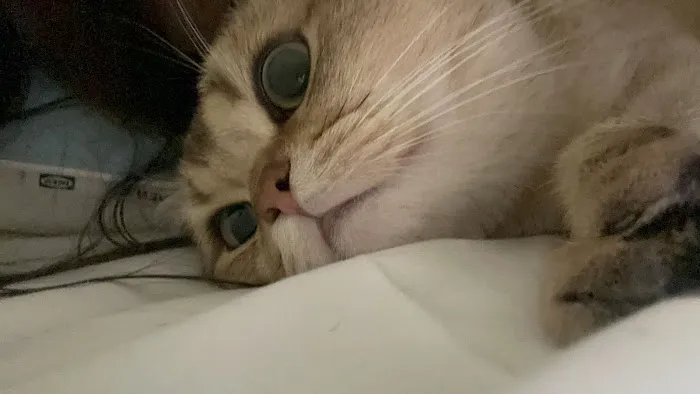 Vetco Vaccination Clinic Picture 3