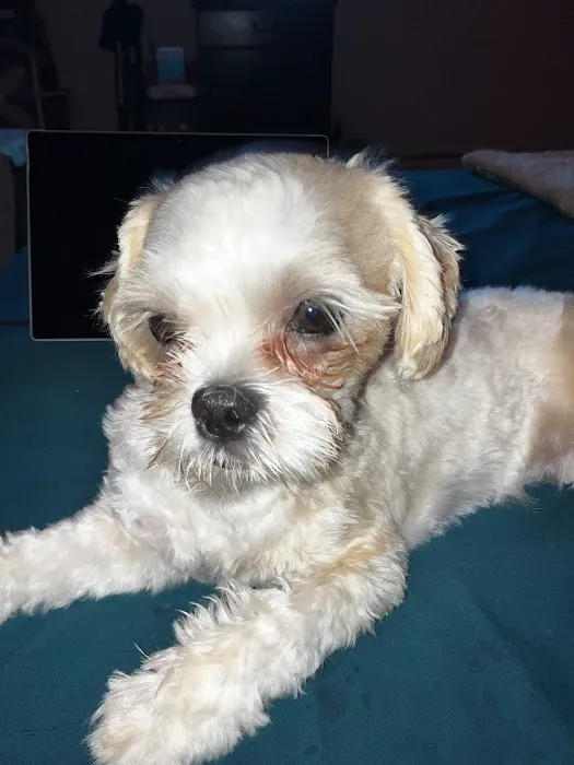 Vetco Vaccination Clinic Picture 1