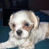 Vetco Vaccination Clinic ico