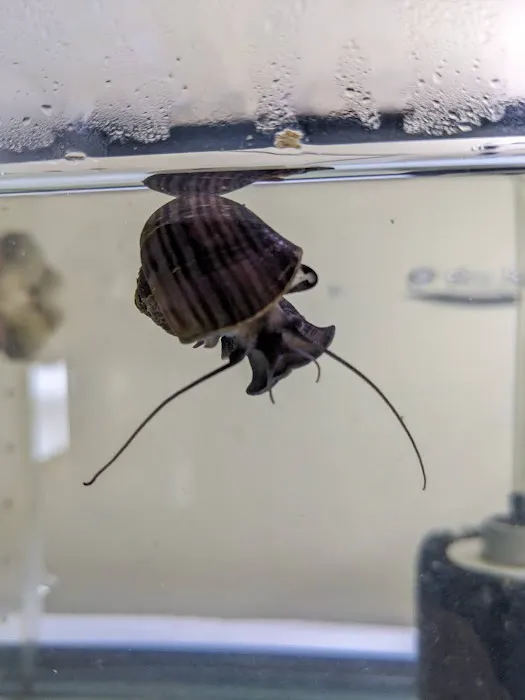 Mollusk Mama Picture 5