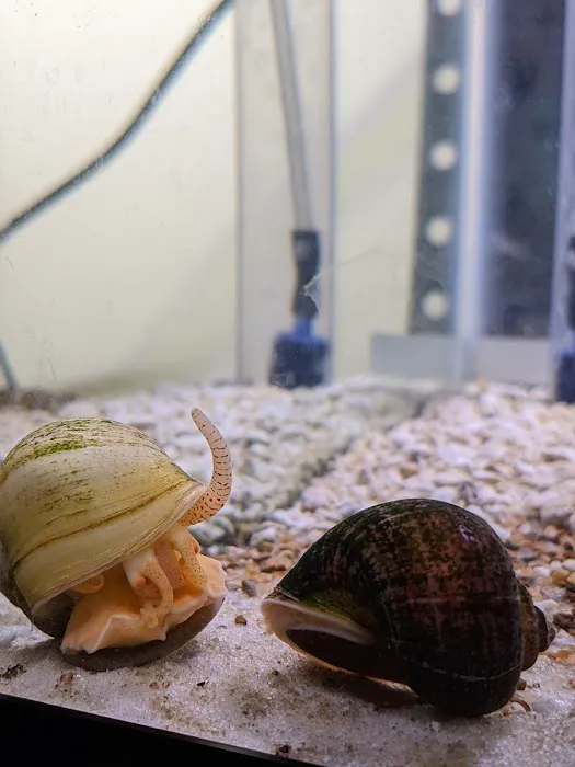 Mollusk Mama Picture 9
