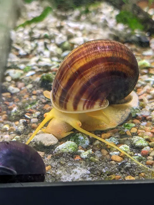Mollusk Mama Picture 6