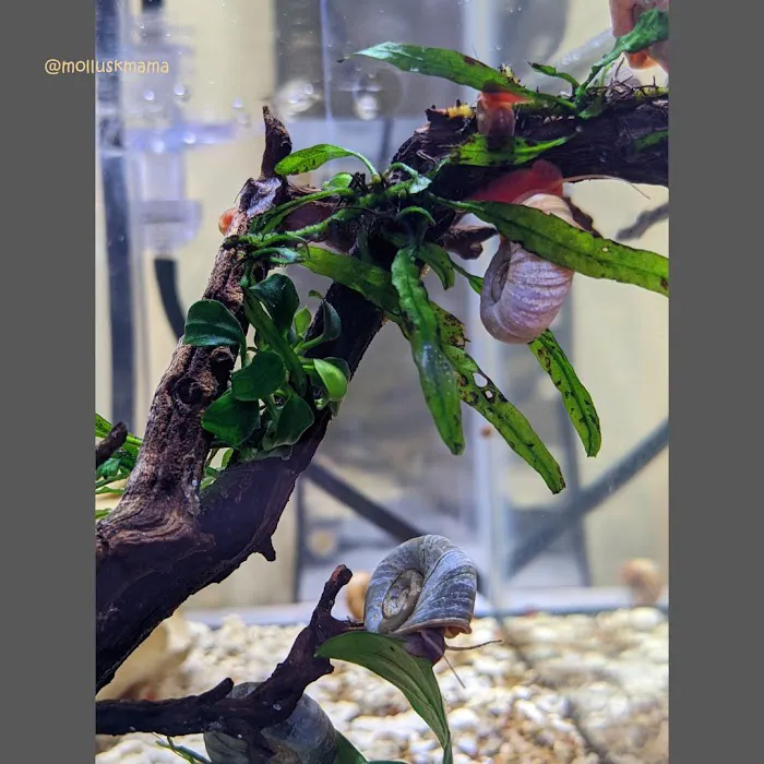 Mollusk Mama Picture 10