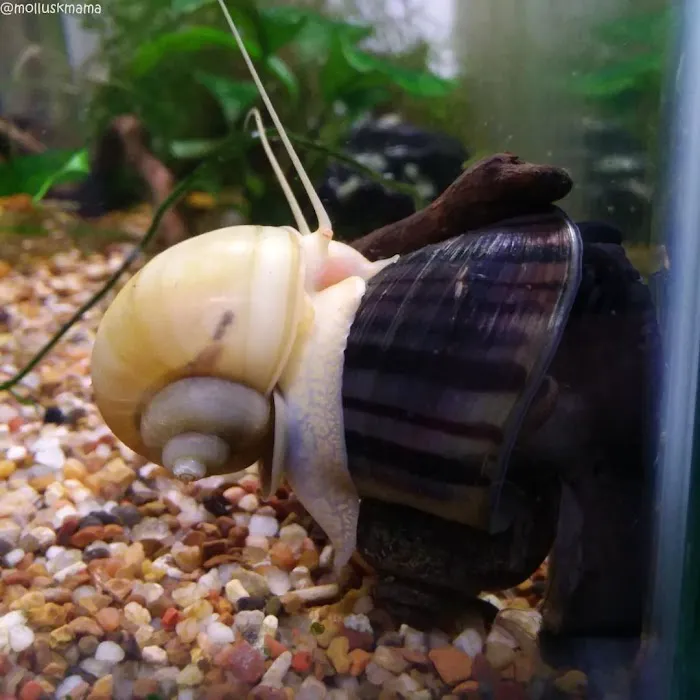 Mollusk Mama Picture 3