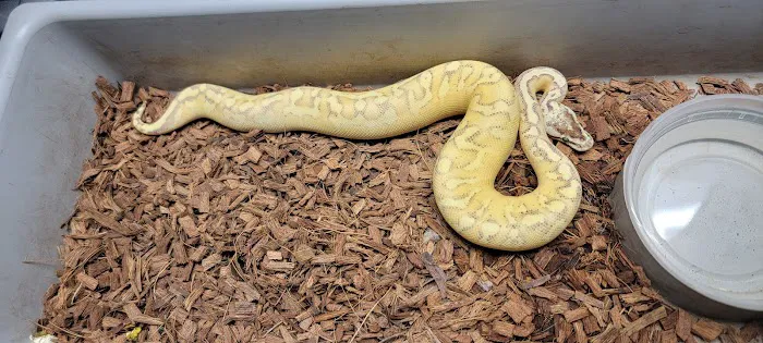 Datz Cichlids & Reptiles Picture 7