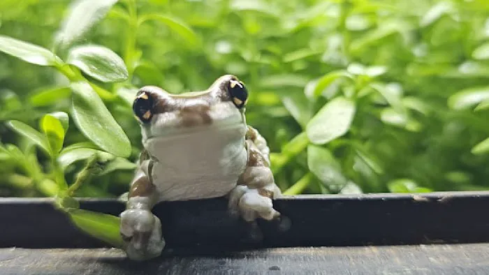 Datz Cichlids & Reptiles Picture 9