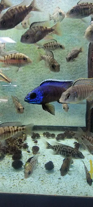Datz Cichlids & Reptiles Picture 4