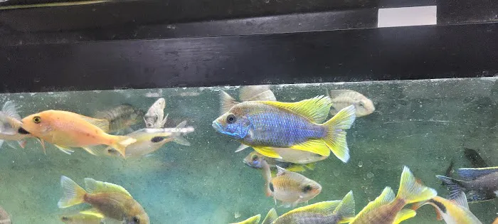 Datz Cichlids & Reptiles Picture 6