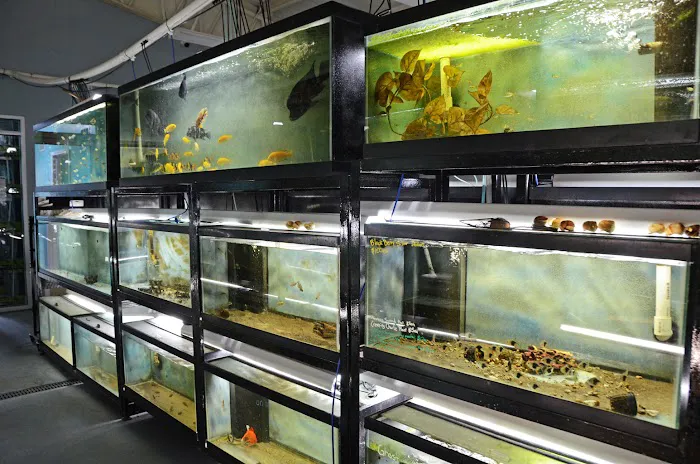 Datz Cichlids & Reptiles Picture 1