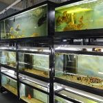 Datz Cichlids & Reptiles